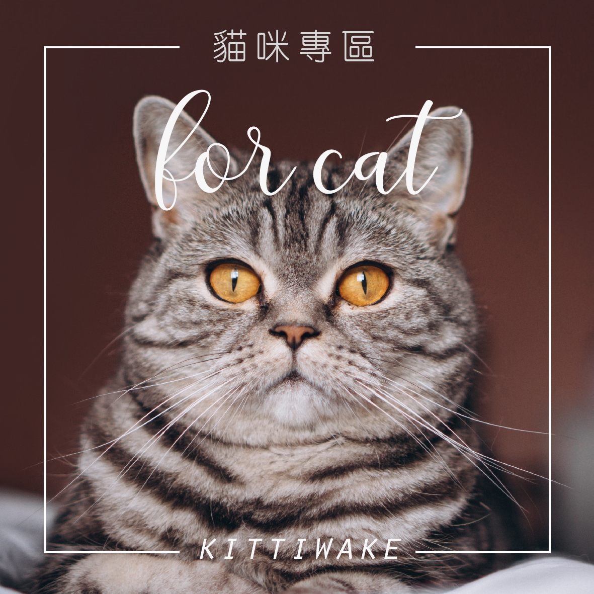 萌貓專區  