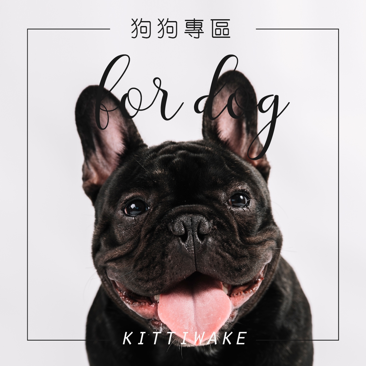 萌犬專區  