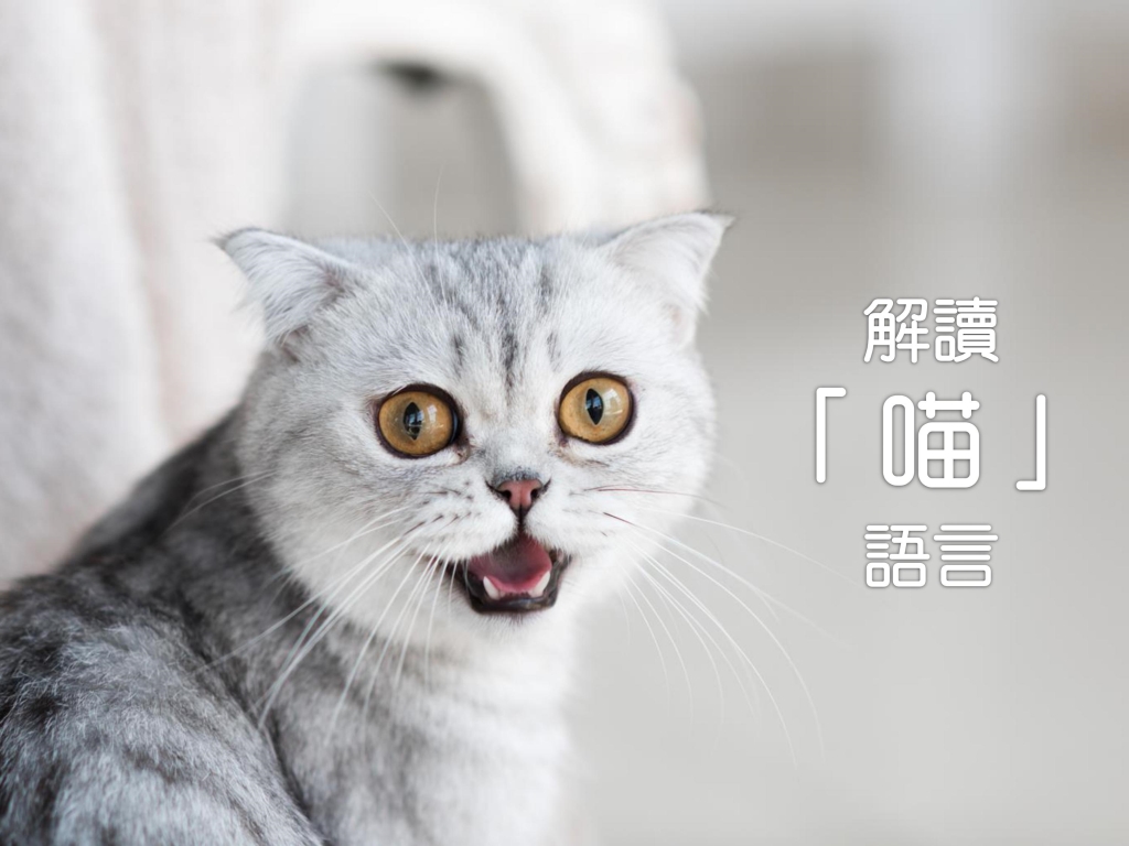 寵物, 行為, 溝通, 語言, 叫聲