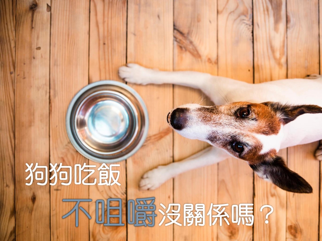 寵物知識_狗狗為什麼不咀嚼？