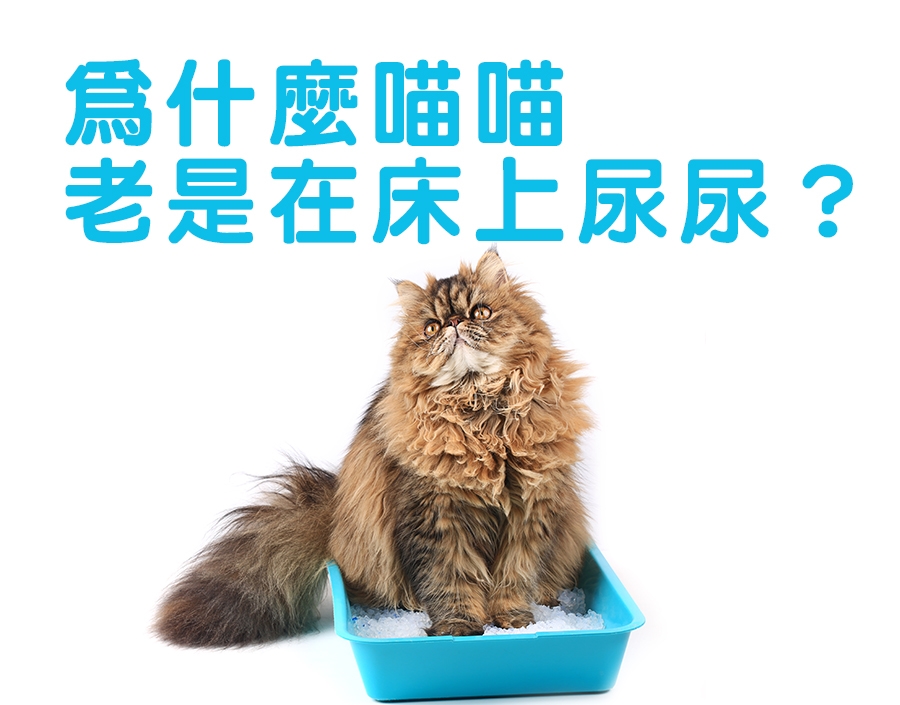 寵物知識_為什麼喵喵老是在床上尿尿