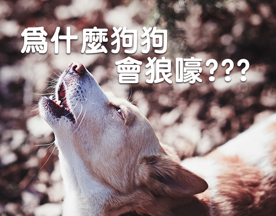 寵物知識_為什麼狗狗會狼嚎
