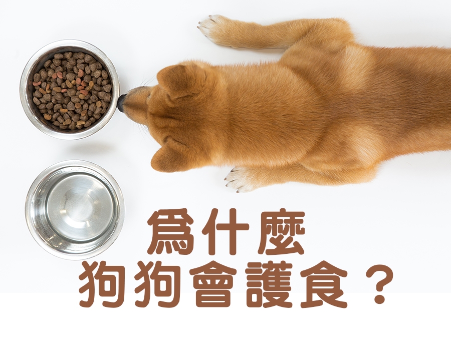 寵物知識_狗狗為什麼會護食