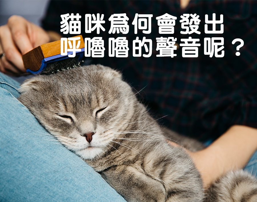 寵物知識_貓咪為何會發出呼嚕嚕的聲音呢