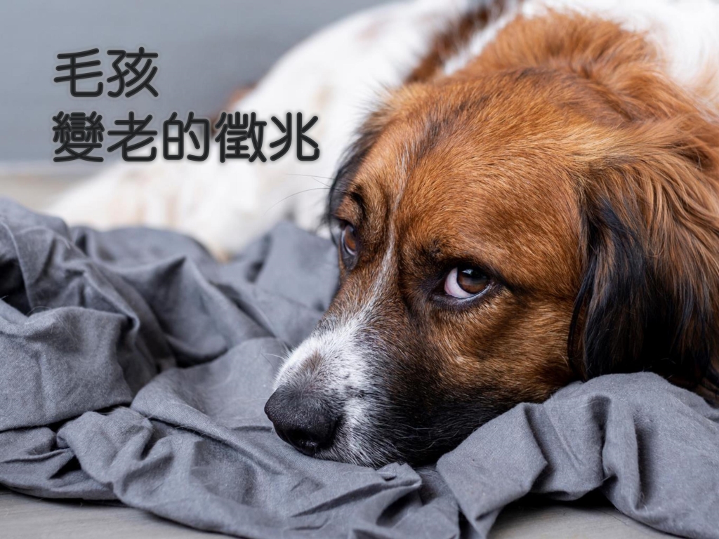 寵物, 健康, 老化, 退化, 病變