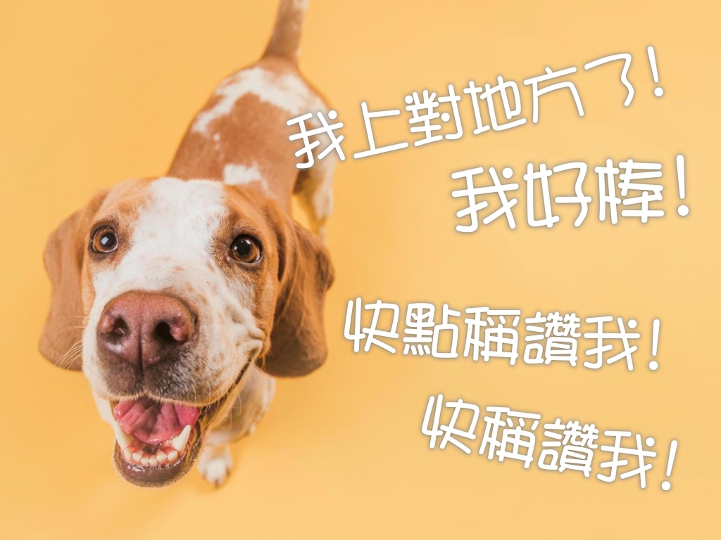 寵物, 行為, 排泄, 便溺, 訓練
