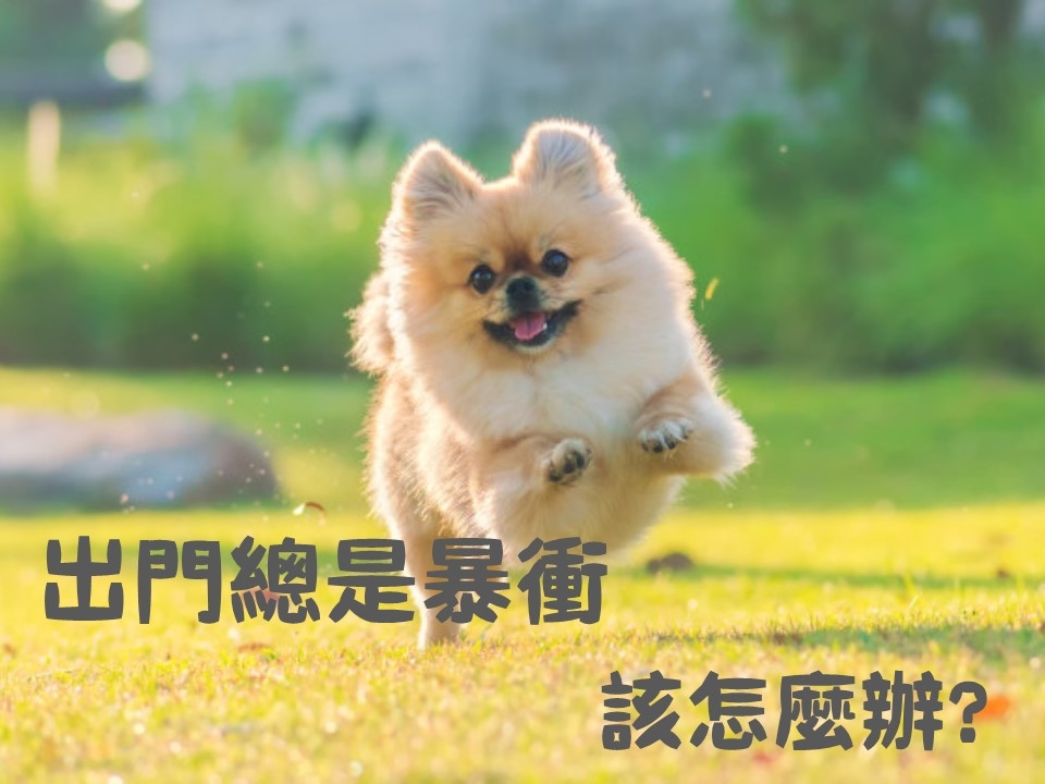 寵物, 行為, 訓練, 暴衝, 矯正