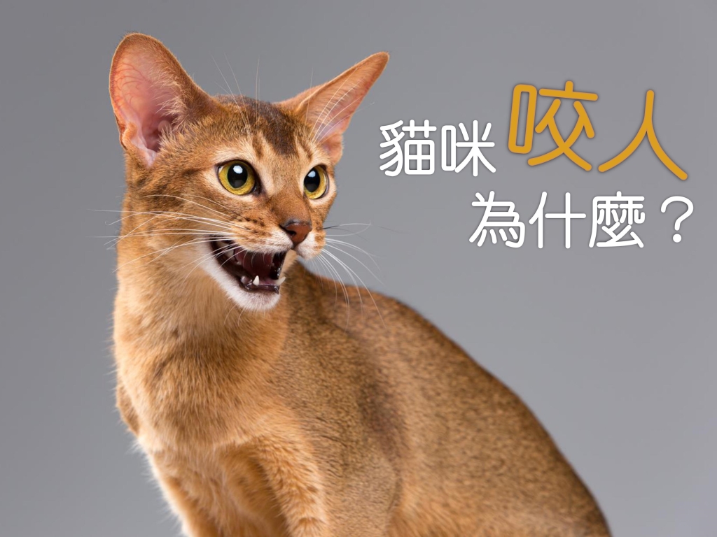寵物知識_貓貓咬人的原因