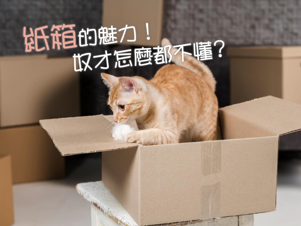 寵物, 行為, 相處, 紙箱, 安全感