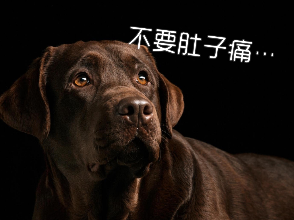 寵物, 健康, 飲食, 發育, 腸胃